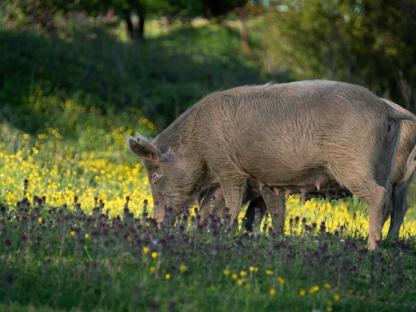 Porcs a la granja, al camp